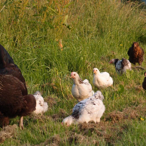 Chicken with its chicks at self catering farm